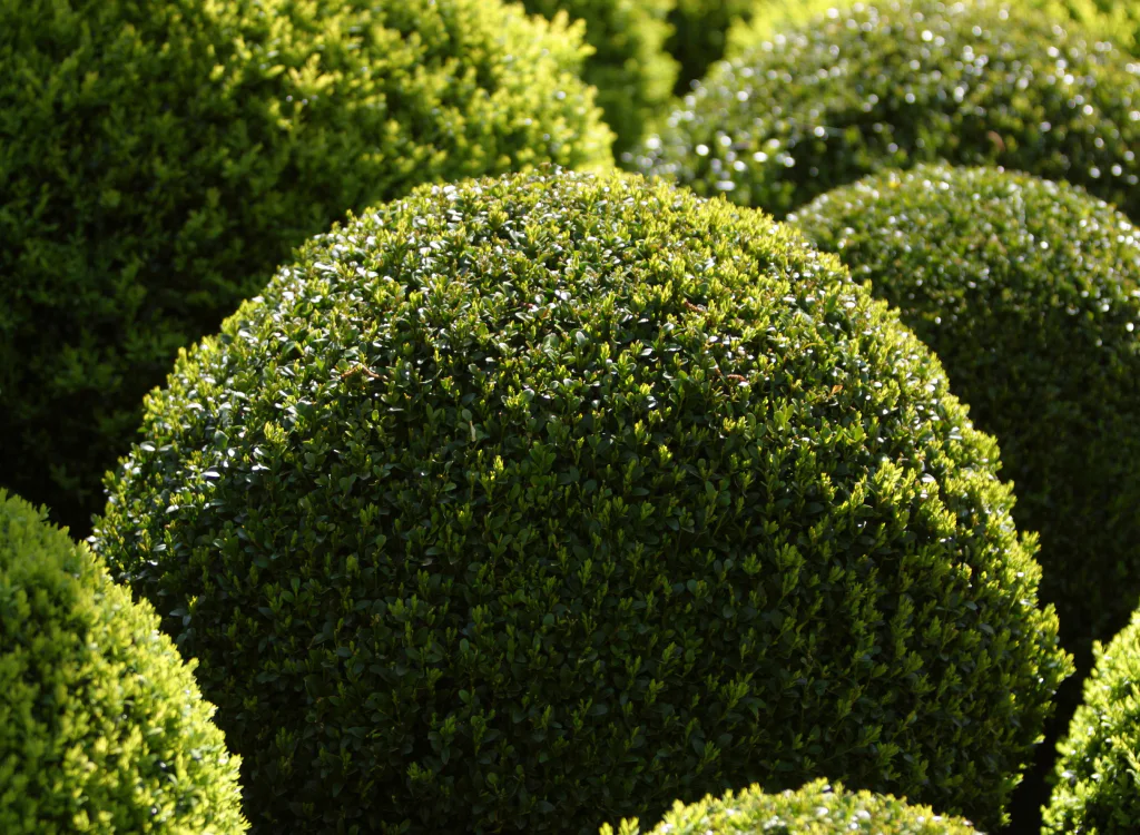garden hedges in a residential property canton oh